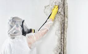 Best Asbestos and Lead Testing During Mold Inspection in Ofallon, IL